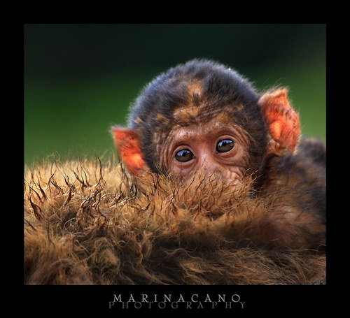 Животный мир :: Потрясающие фотографии Марины Кано фото 101