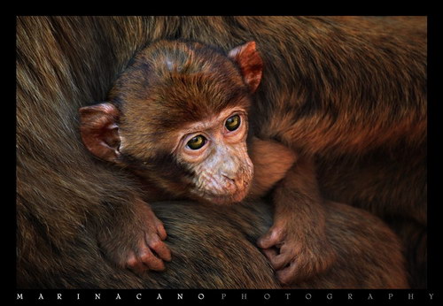 Животный мир :: Потрясающие фотографии Марины Кано фото 103