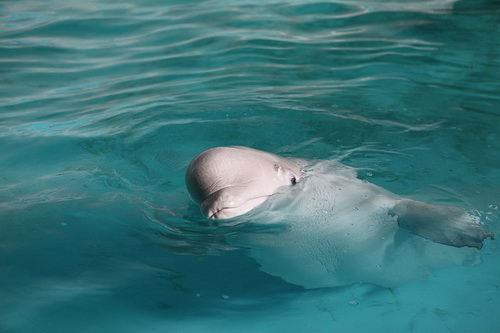 В бассейне с дельфинами фото 2