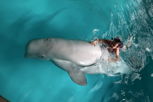 В бассейне с дельфинами фото 4