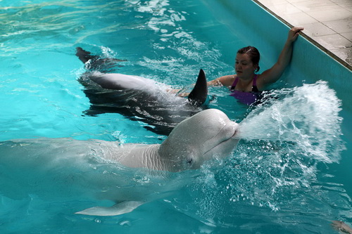 В бассейне с дельфинами фото 18