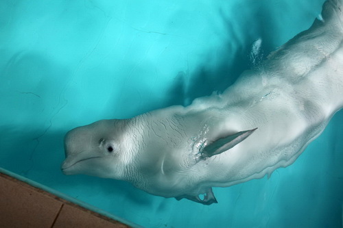 В бассейне с дельфинами фото 20
