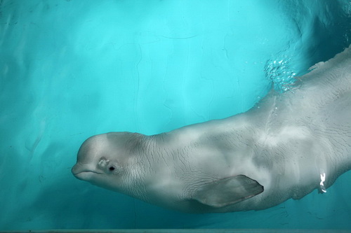 В бассейне с дельфинами фото 21