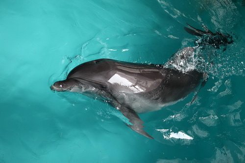 В бассейне с дельфинами фото 22