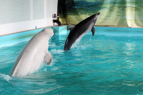 В бассейне с дельфинами фото 24