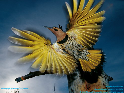   :: National Geographic  44