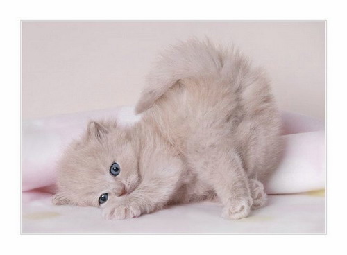 Животный мир :: Маленький котенок фото 3