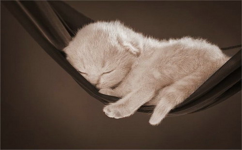 Животный мир :: Маленький котенок фото 5