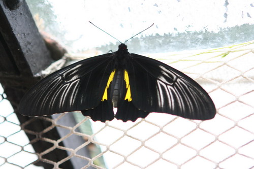 Природа :: Бабочки фото 1