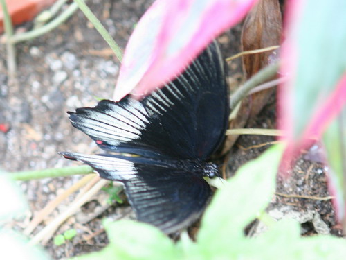 Природа :: Бабочки фото 3