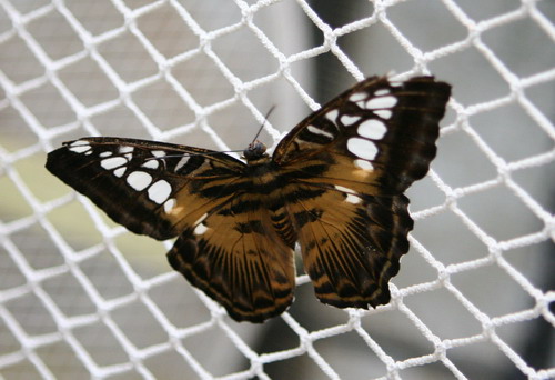 Природа :: Бабочки фото 6