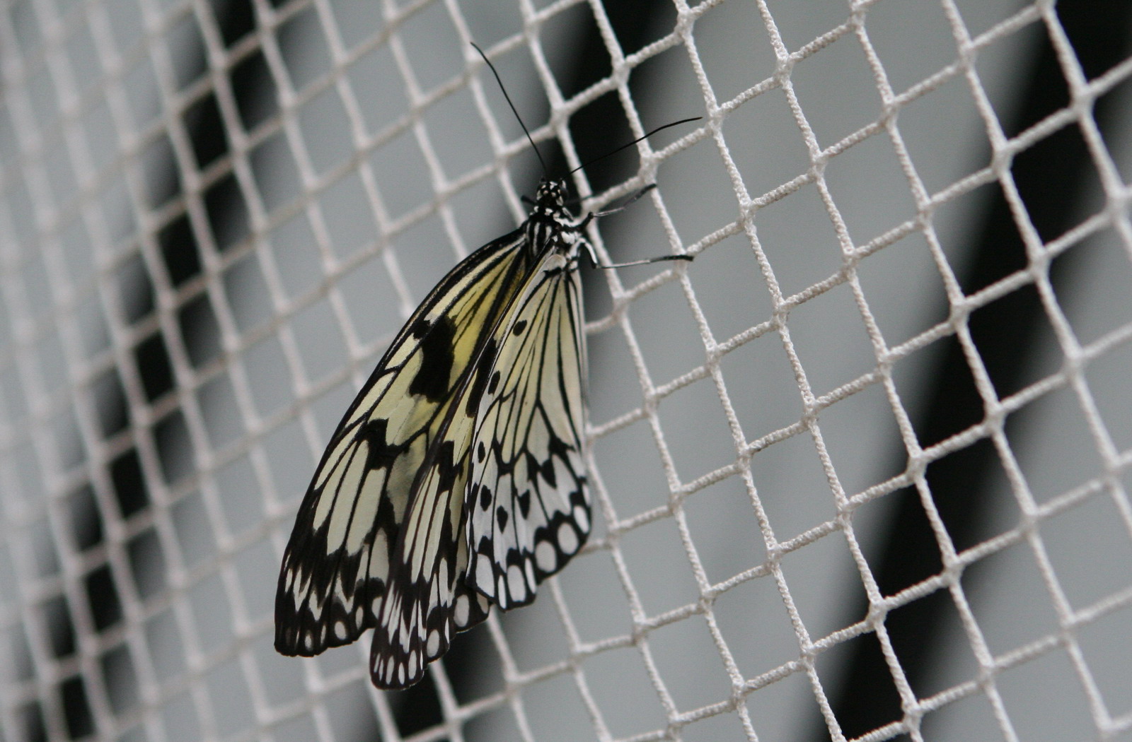 Природа :: Бабочки :: фотография 1