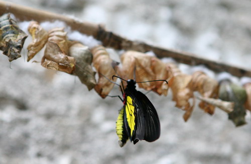 Природа :: Бабочки фото 8