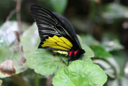 Природа :: Бабочки фото 15