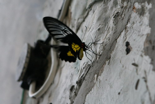 Природа :: Бабочки фото 17