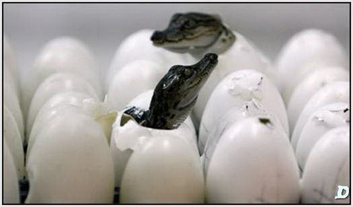 Как рождаются крокодильчики фото 3