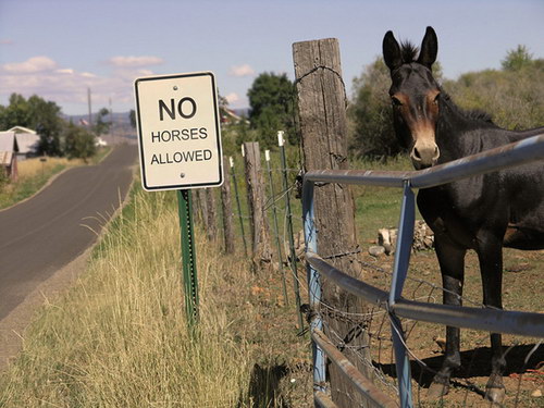   :: No horses allowed