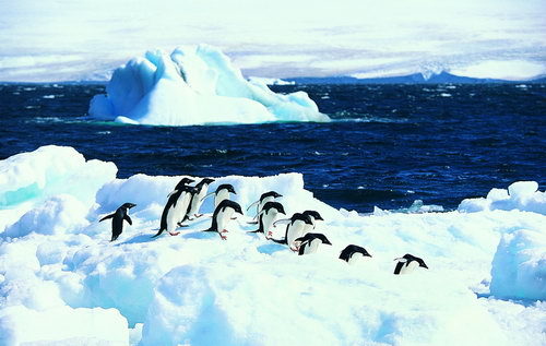 Антарктида фото 1