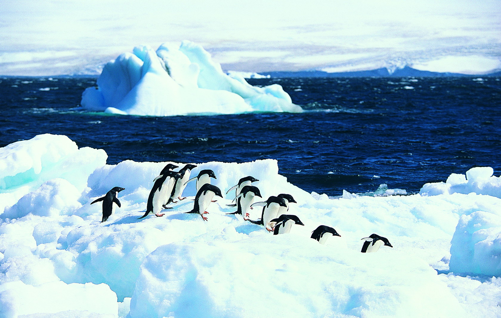 Животные Антарктиды Южный полюс