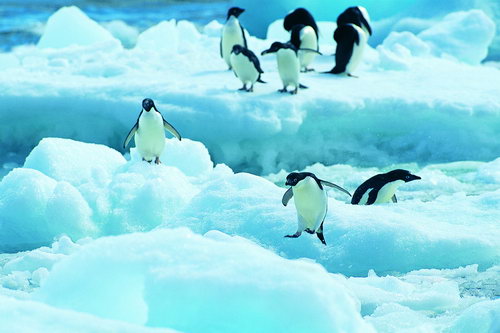 Антарктида фото 8