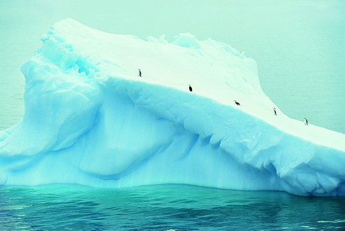 Антарктида фото 42