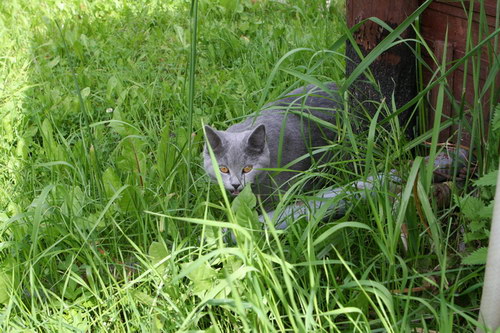 Животный мир :: Один день из жизни домашней кошки фото 4