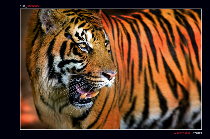 Тигр живу 2. Тигры любовь. Стальной тигр. Один день из жизни тигра. Жёлтый металлический тигр.