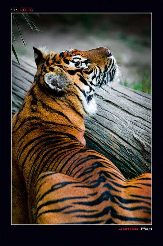Тигр живу 2. Один тигр. Я тигр. Один день из жизни тигра. Здравствуйте тигр.