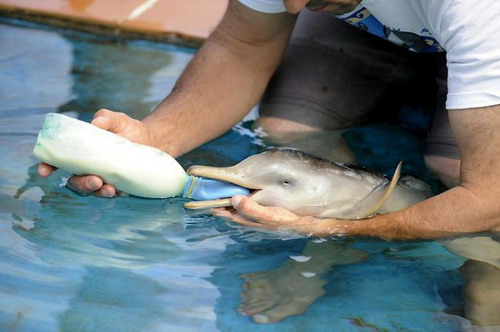 Дельфинчик фото 2