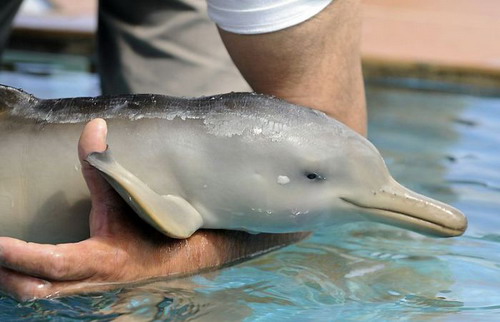 Дельфинчик фото 3