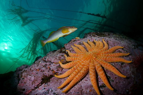 Подводный мир фото 33