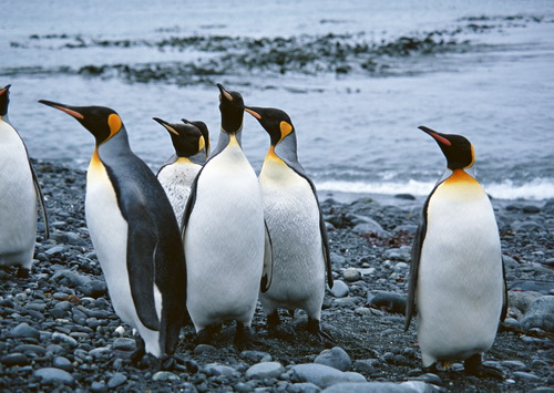 Пингвины на рабочий стол фото 2