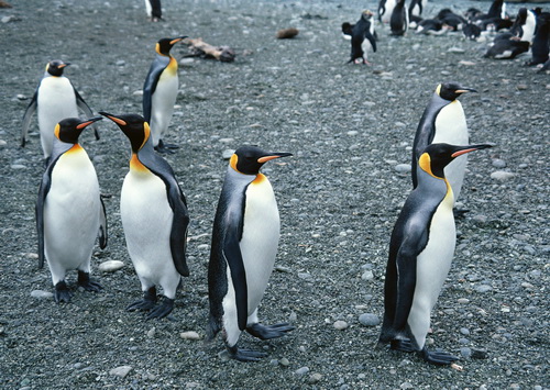 Пингвины на рабочий стол фото 3