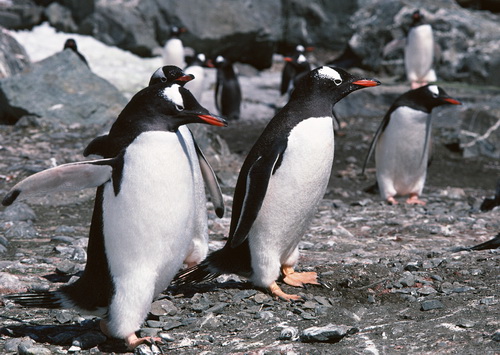 Пингвины на рабочий стол фото 5