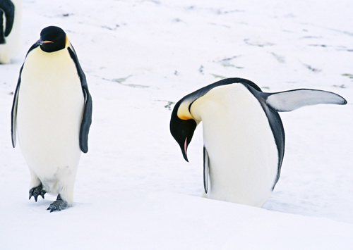 Пингвины на рабочий стол фото 8