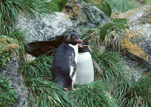 Пингвины на рабочий стол фото 15