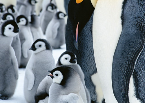 Пингвины на рабочий стол фото 16