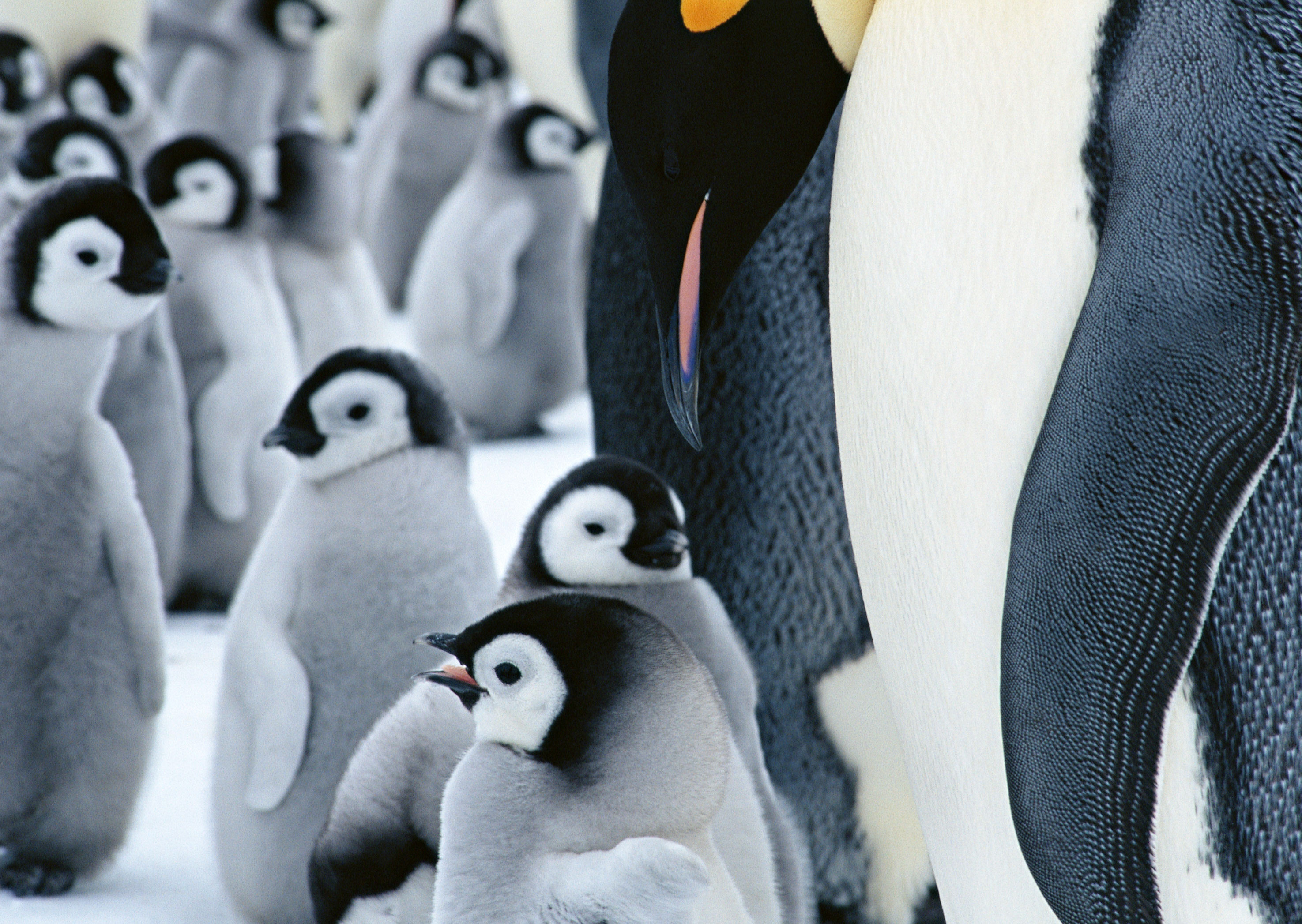 Пингвины на рабочий стол :: фотография 2
