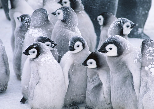 Пингвины на рабочий стол фото 17