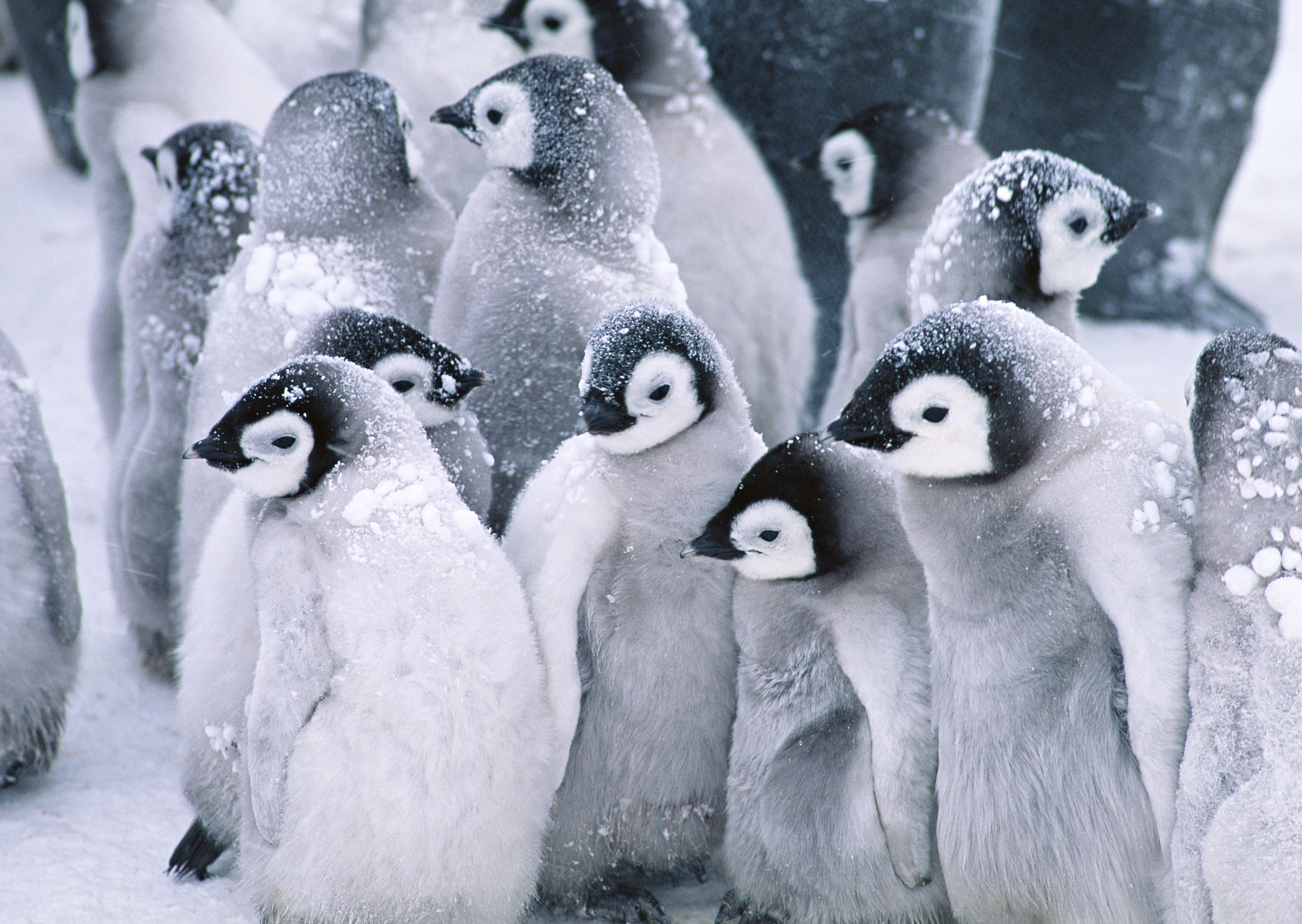 Пингвины на рабочий стол :: фотография 2