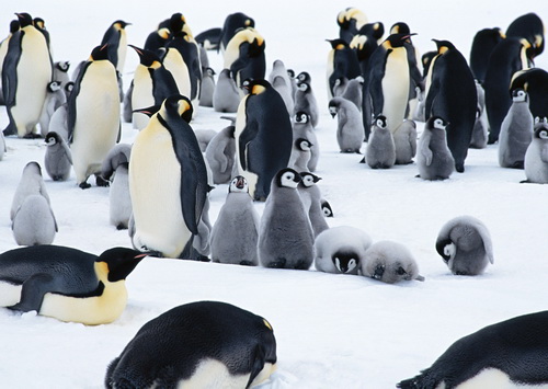 Пингвины на рабочий стол фото 18