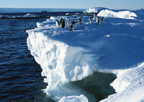 Пингвины на рабочий стол фото 24