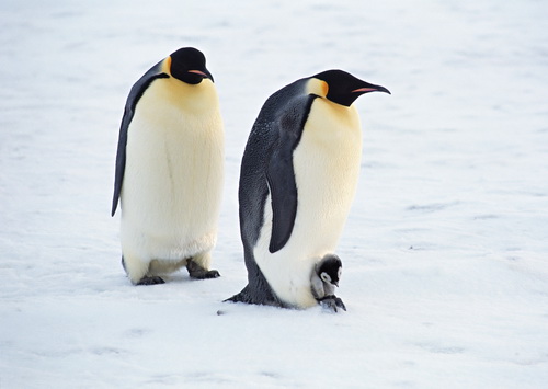 Пингвины на рабочий стол фото 0