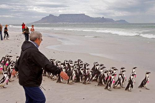 Пингвинов отмыли от нефти фото 3