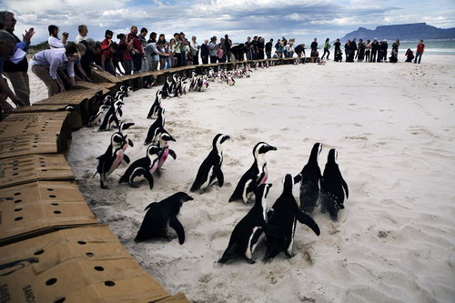 Пингвинов отмыли от нефти фото 4