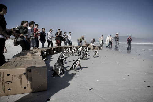 Пингвинов отмыли от нефти фото 5