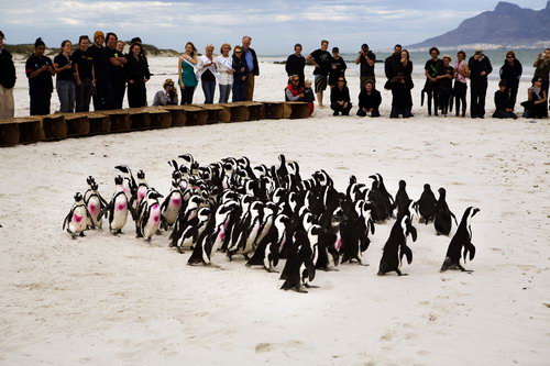 Пингвинов отмыли от нефти фото 6