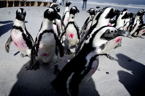 Пингвинов отмыли от нефти фото 8