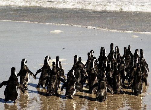 Пингвинов отмыли от нефти фото 9