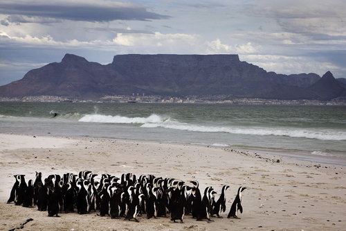 Пингвинов отмыли от нефти фото 10